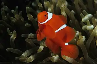 Male at East New Britain, PNG showing similar coloration to the male at North Sulawesi