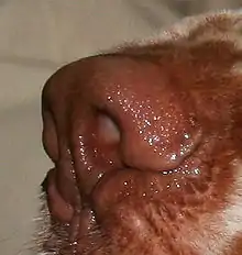 A reddish-brown dog nose with similar colored markings on the fur around it.