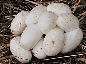 Eggs