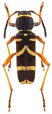 Wasp beetle Clytus arietis is a Batesian mimic of wasps.