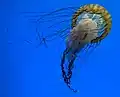 Pacific sea nettle