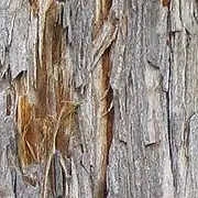 Close view of Coast Redwood bark.