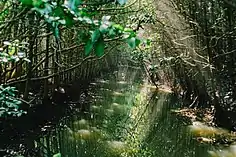 Mangrove forest at the Umgeni River estuary in Durban