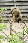 South American coati (Nasua nasua).