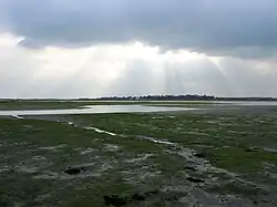 Wetlands with woods in distance