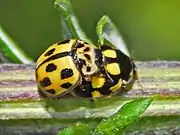 Two different variants mating