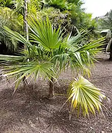 Coccothrinax barbadensis