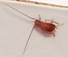 3 millimeter cockroach nymph