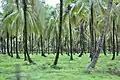 Coconut grove on Wakenaam Island, Essequibo River