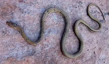 Dorsal view