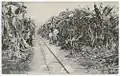 Banana plantation. Ricon Grande Orizaba. 1905.  DeGolyer Library, Southern Methodist University