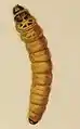 Larva