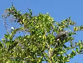 Mousebird feeding on fruit