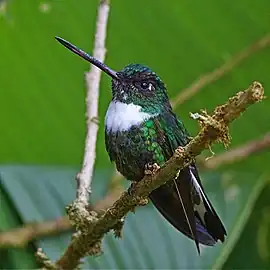 female C. t. fulgidigulaEcuador