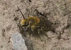 Male on the ground