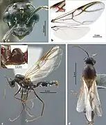 Colobopsis explodens male. (a) full-face view, (b) wings (c) lateral view, (d) dorsal view