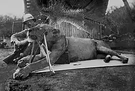 A man-eating Tsavo lion killed by Patterson