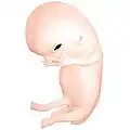 Embryo at 8 weeks after fertilization