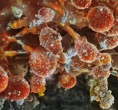 Fumarole minerals in natural colours, Mutnovsky, Kamchatka