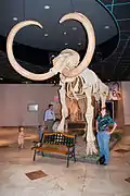 Another view of the Columbian Mammoth in the museum’s lobby