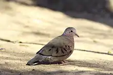 Rolita(Columbina passerina)