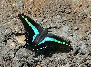 Graphium sarpedon.