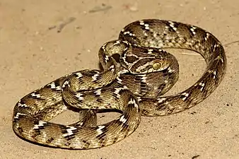 Lateral view