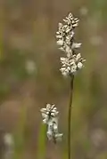 Flowerhead