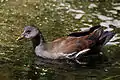 Juvenile, Strumpshaw Fen, Norfolk