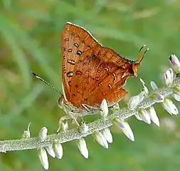 wing undersides, female