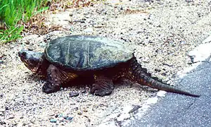 Snapping turtle