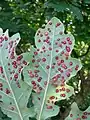 Neuroterus quercusbaccarum common spangle gall