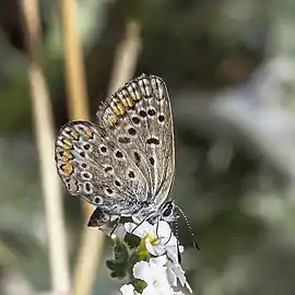 Female ab. Grisescens