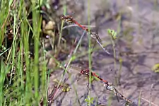 two pairs ovipositing