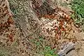 puddling, Uganda