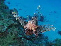 Common lionfish at Sataya reef (Red Sea)