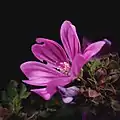 Common mallow closeup