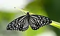 Imago (form dissimilis)