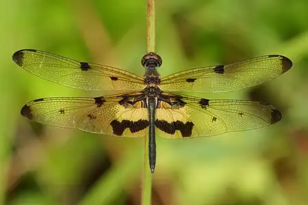 Rhyothemis variegata male