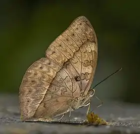 female C. e. egestaKakum National Park, Ghana