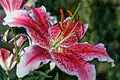 Many flowering plants at the zoo