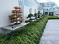 Bonsai trees on display