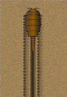 A conceptual drawing of M. macnaughtoni producing the Protichnites  tracks.