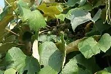 Concord grapes growing on Grape Island, Massachusetts.