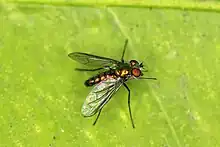 Condylostylus longicornis found in Alameda County, California, US