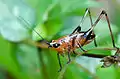 nymph - Khao Yai National Park, Thailand