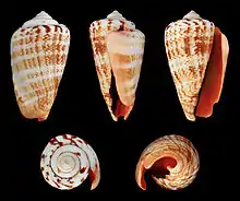 Conomurex luhuanus ("strawberry conch")