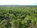 The Landes forest in Contis