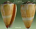 Conus ferrugineus  Hwass in Bruguière, J.G., 1792