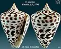 Conus spurius Gmelin, J.F., 1791